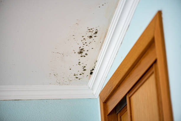 Best Mold Removal Near Me  in Frisco, TX